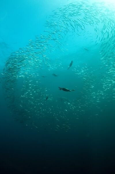 Cape Cormorant (Phalacrocorax capensis) flock, diving underwater and feeding on baitball school of small bait fish