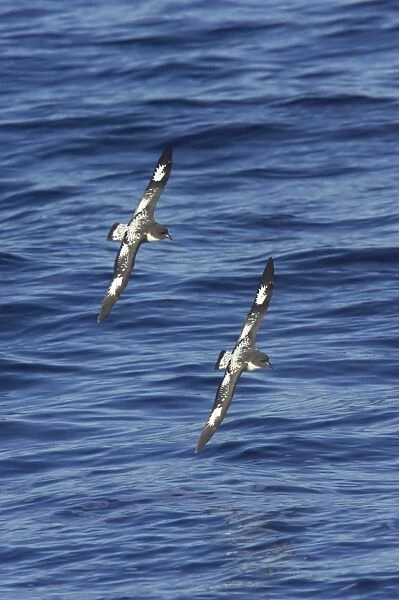 Cape Petrel (Daption capense) two adults, in flight over sea, Antarctic Ocean, Antarctica