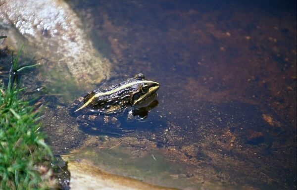 Cape River Frog (Rana fuscigula) South Afirca