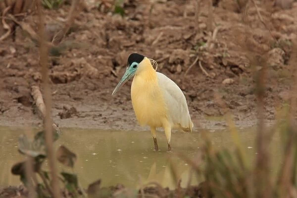 Capped Heron (Pilherodius pileatus) adult, standing in water, Pouso Alegre, Mato Grosso, Brazil, september