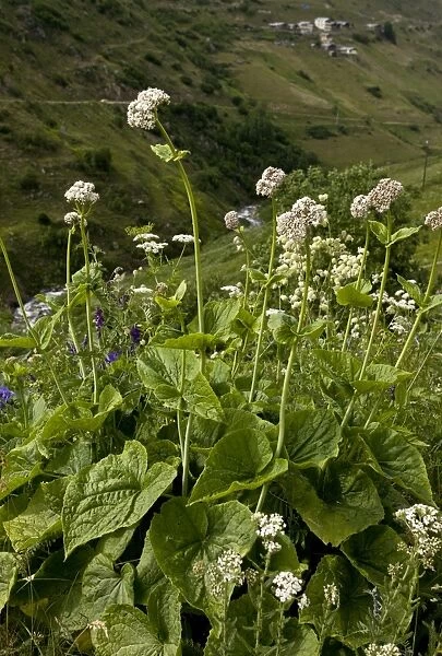 Caucasian Valerian (Valeriana alliarifolia) flowering, growing on high grazing pasture, Anzar Yayla, Pontic Mountains
