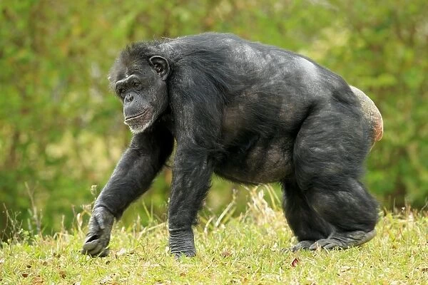 Central Chimpanzee (Pan troglodytes troglodytes) adult female, knuckle-walking on grass (captive)