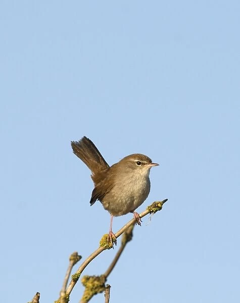 Cetti's Warbler (Cettia cetti) adult, perched on twig, Norfolk, England, april