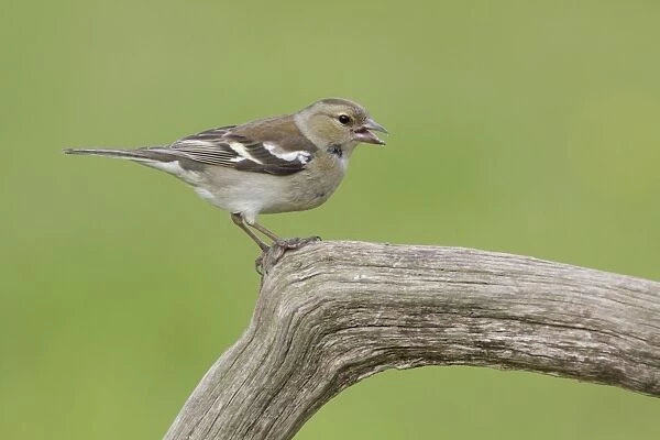 Chaffinch (Fringilla coelebs) adult female, calling, perched on dead branch, West Yorkshire, England, May