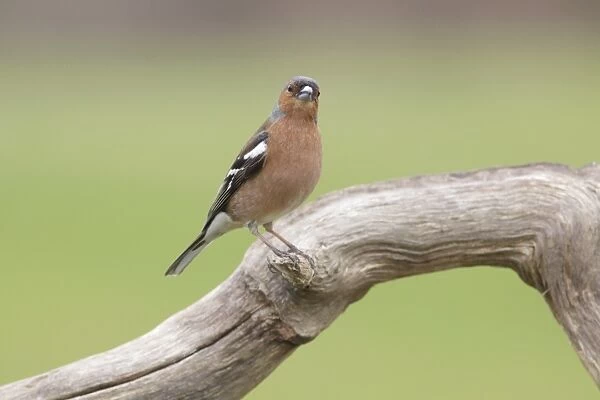 Chaffinch (Fringilla coelebs) adult male, perched on dead branch, West Yorkshire, England, May