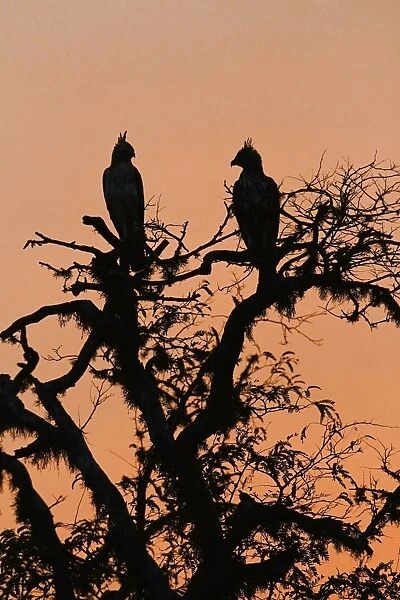 Changeable Hawk-eagle (Nisaetus cirrhatus ceylanensis) adult pair, perched in tree, silhouetted at sunset, Yala N. P
