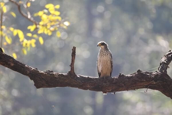 Changeable Hawk-eagle (Nisaetus cirrhatus) immature, perched on branch, Kanha N. P. Madhya Pradesh, India, november