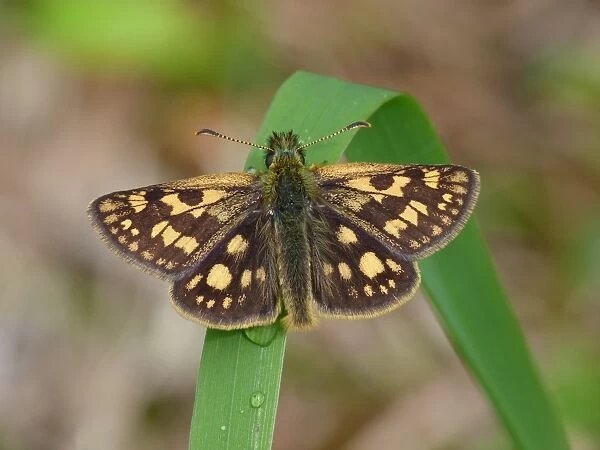 Chequered Skipper (Carterocephalus palaemon) adult male, resting on grass leaf with early morning dew, Dolomites