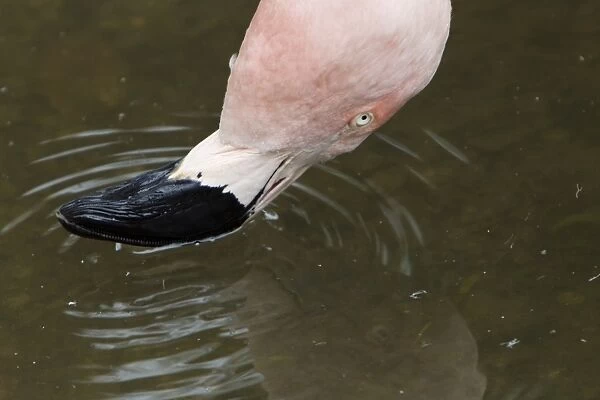 Chilean Flamingo (Phoenicopterus chilensis) adult, close-up of head, filter feeding at surface of water
