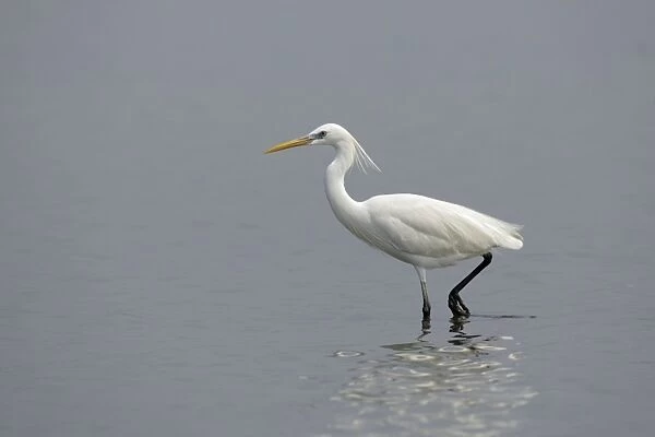 Chinese Egret (Egretta eulophotes) adult, breeding plumage, walking in water, Mai Po Marshes Reserve, Deep Bay