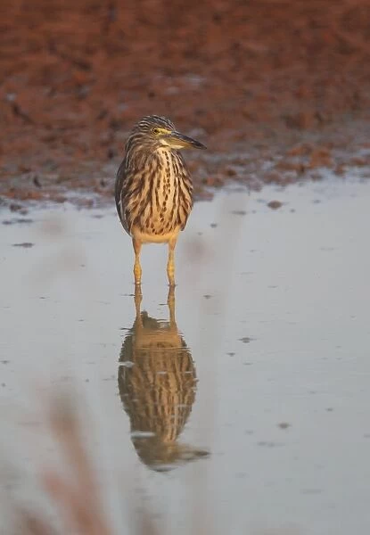 Chinese Pond-heron (Ardeola bacchus) adult, non-breeding plumage, standing in shallow water, Ang Trapaeng Thmor