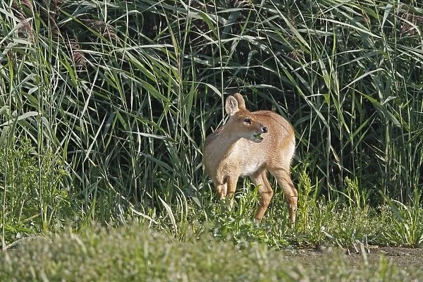 Chinese Water Deer (Hydropotes inermis) introduced species, adult female, feeding at edge of reedbed, Titchwell RSPB Reserve, Norfolk, England, september