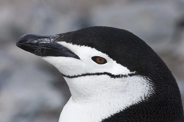 Chinstrap Penguin (Pygoscelis antarctica) adult, close-up of head, Arctowski, Antarctica, January