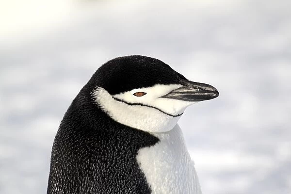 Chinstrap Penguin (Pygoscelis antarctica) adult, close-up of head, standing on snow, Brown Bluff, Antarctic Peninsula