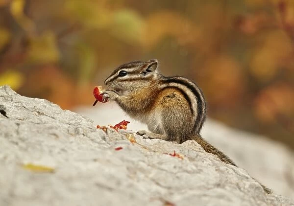 Least Chipmunk (Tamias minimus) adult, feeding on berries, sitting on rock, Jasper N. P. Alberta, Canada, october