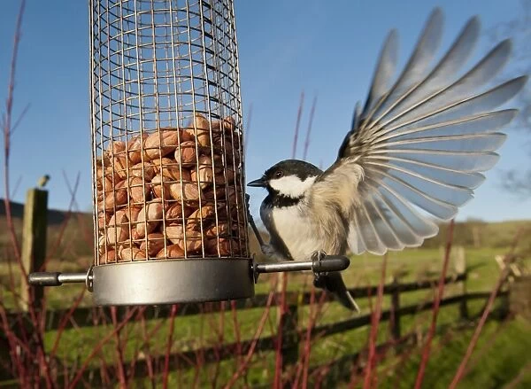 Coal Tit (Parus ater) adult, with wings spread, feeding on peanuts at hanging birdfeeder in rural garden, Whitewell, Lancashire, England, january