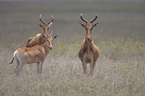 Cokes Hartebeest (Alcelaphus buselaphus cokii) two adults with calf, standing in grass, Serengeti N. P