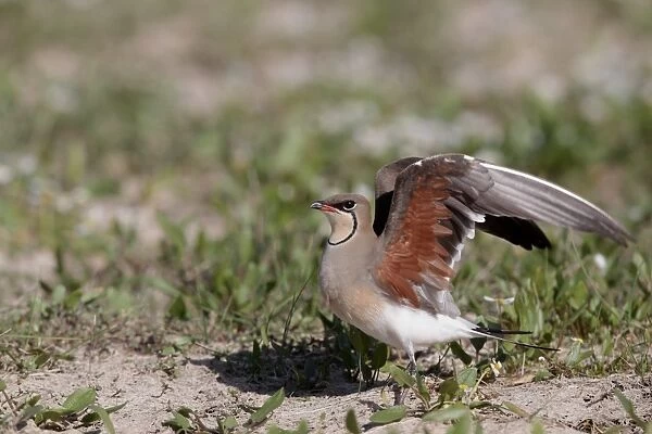 Collared Pratincole (Glareola pratincola) adult, stretching wings, standing on ground, Southern Spain april