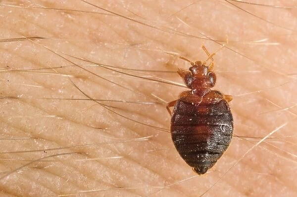 Common Bedbug (Cimex lectularius) adult, sucking blood from human skin, Italy, July