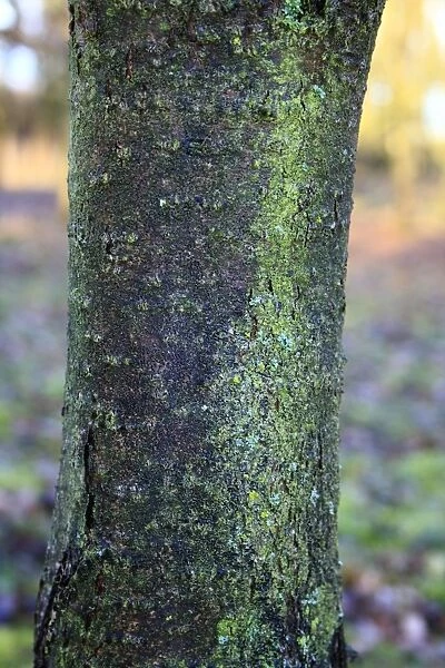 Common Buckthorn (Rhamnus cathartica) close-up of bark, growing in woodland, Vicarage Plantation, Mendlesham, Suffolk