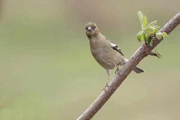Common Chaffinch (Fringilla coelebs) adult female, perched on twig, West Yorkshire, England, March