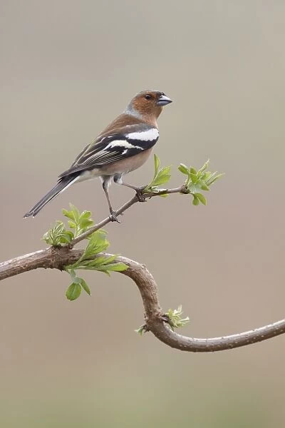 Common Chaffinch (Fringilla coelebs) adult male, perched on twig, West Yorkshire, England, March