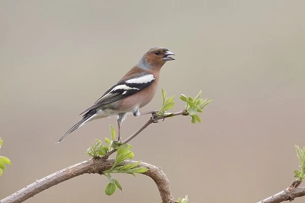 Common Chaffinch (Fringilla coelebs) adult male, with beak open, panting to lose heat, perched on twig, West Yorkshire