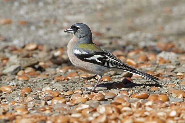 Common Chaffinch (Fringilla coelebs africana) North African subspecies, adult male, feeding on ground, Morocco, March