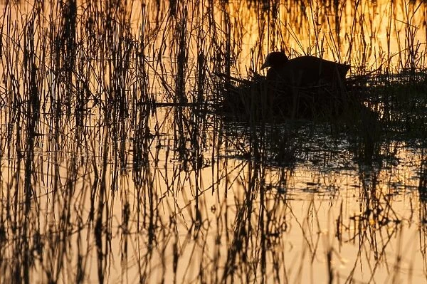 Common Coot (Fulica atra) adult, sitting on nest at sunset, Elmley Marshes N. N. R
