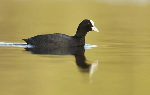 Common Coot (Fulica atra) adult, swimming with reflection, Telford, Shropshire, England, March