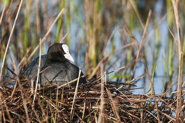 Common Coot (Fulica atra) adult, sitting at nest, Elmley Marshes N. N. R. North Kent Marshes, Isle of Sheppey, Kent
