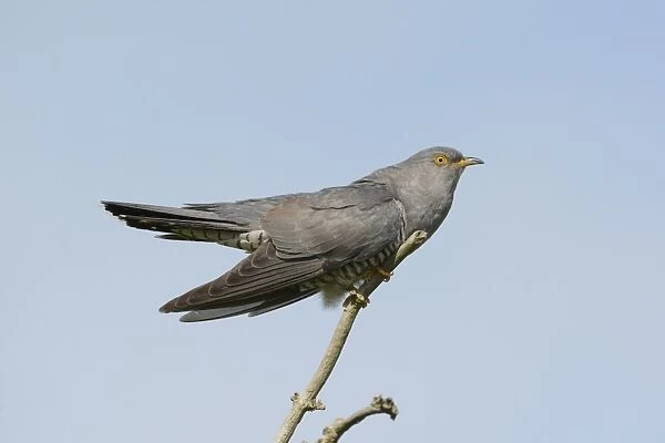 Common Cuckoo (Cuculus canorus) adult male, displaying, perched on dead branch, Norfolk, England, June