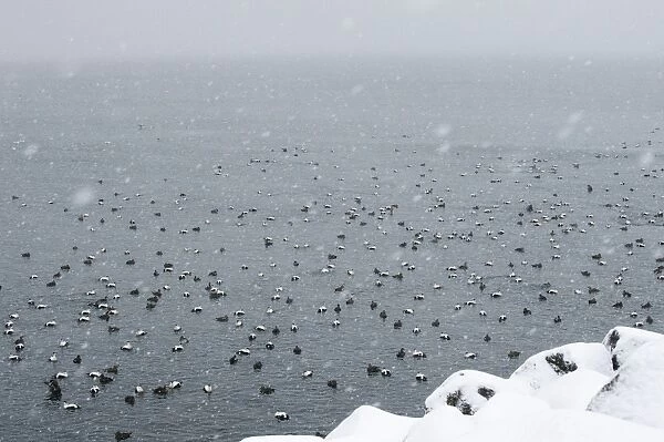 Common Eider (Somateria mollissima) adult males and females, flock swimming at sea during snowfall, Snaefellsnes