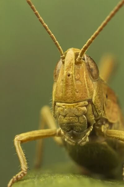 Common Field Grasshopper (Chorthippus brunneus) adult, close-up of head, Leicestershire, England, August