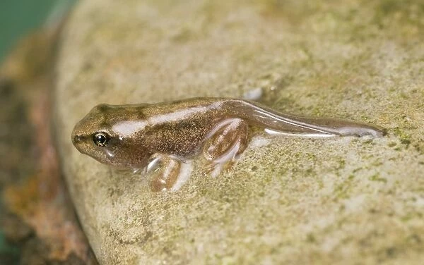 Common Frog (Rana temporaria) young, newly emerged from water, England