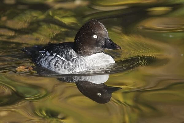 Common Goldeneye (Bucephala clangula) adult female, swimming in pool, with reflected autumn colours, Martin Mere W. W. T