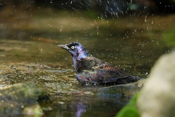 Common Grackle (Quiscalus guiscula) adult, bathing at pool in city parkland, Central Park, New York, New York State, U. S. A. april