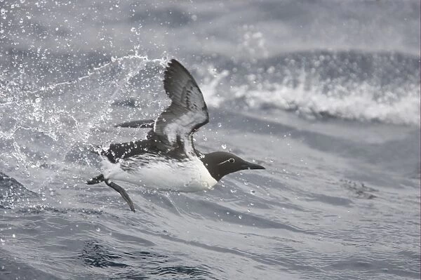 Common Guillemot (Uria aalge) bridled form, adult, in flight, taking off from rough sea, Varangerfjord, Finnmark, Norway