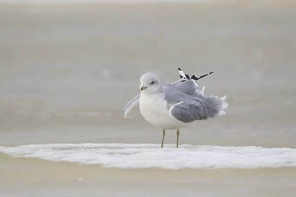 Common Gull (Larus canus) adult, winter plumage, shaking feathers during preening, standing on ice of frozen pond