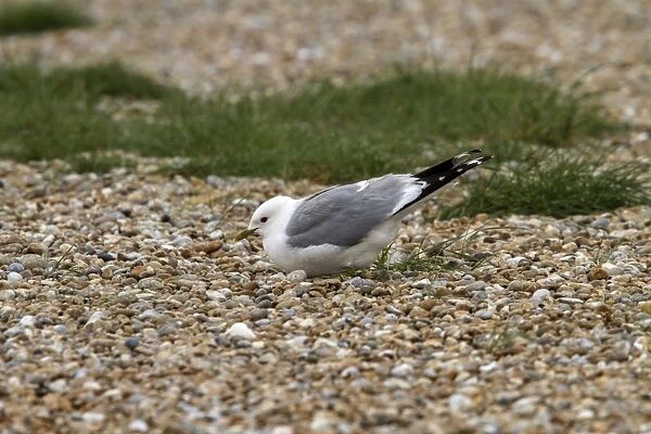 Common Gull nesting on Havergate Island Suffolk