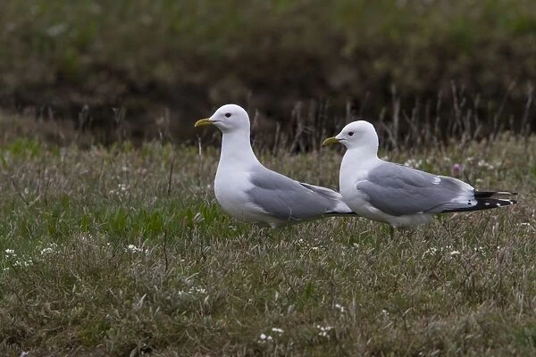 Common Gull pair in breeding plumage on Havergate Island Suffolk
