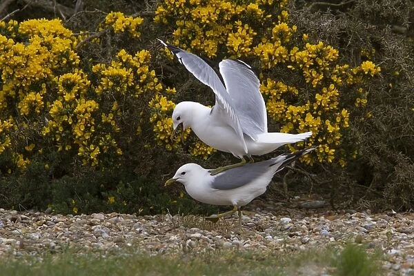Common Gulls mating on Havergate Island Suffolk