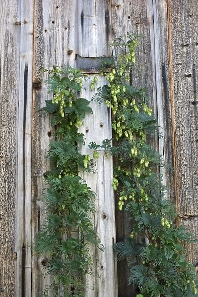 Common Hop (Humulus lupulus) growing against wooden barn, Sweden