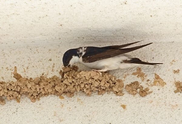 Common House Martin (Delichon urbica) adult, building mud nest on wall, near Ronda, Andalucia, Spain, May