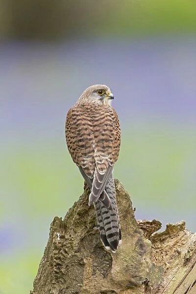 Common Kestrel (Falco tinnunculus) adult female, perched on stump with Bluebell (Hyacinthoides non-scripta)