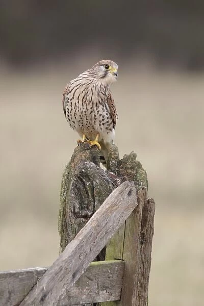 Common Kestrel (Falco tinnunculus) adult female, perched on old gatepost in farmland, North Yorkshire, England