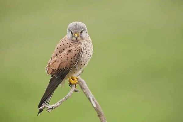 Common Kestrel (Falco tinnunculus) adult male, perched on branch, Hortobagy N. P. Hungary, April