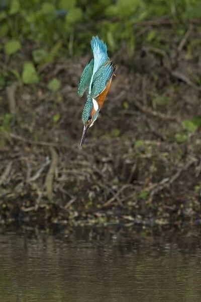 Common Kingfisher (Alcedo atthis) adult male, in flight, diving, Suffolk, England, may
