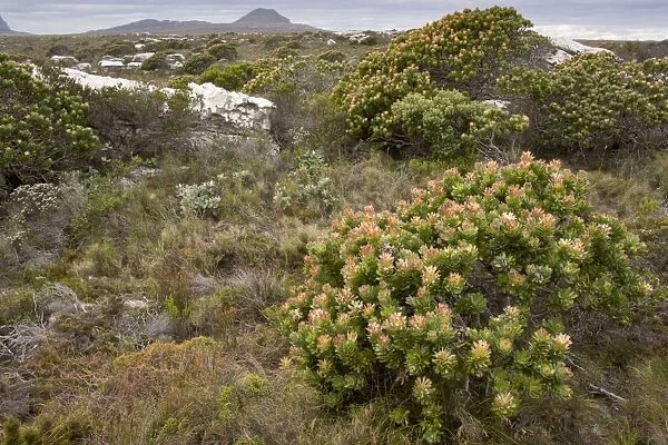 Common Pagoda (Mimetes cucullatus) flowering, in fynbos habitat, Table Mountain N. P