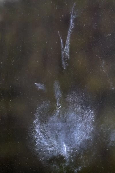 Common Pheasant (Phasianus colchicus) powder down imprint on glass after collision with window, Norfolk, England